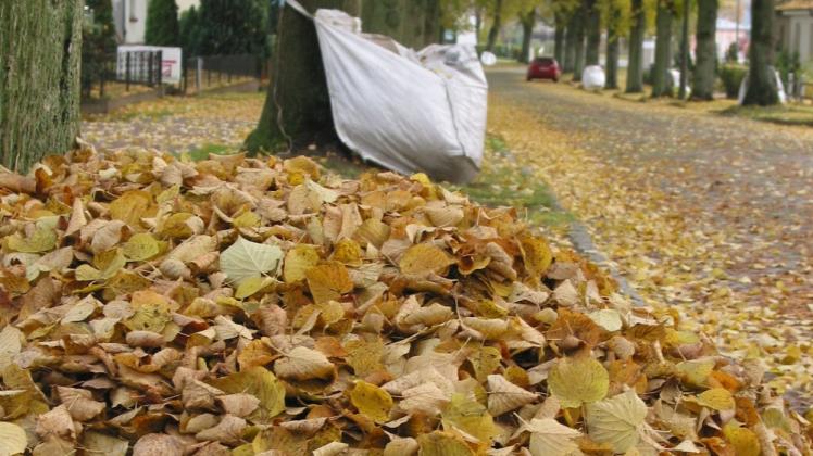 Der Goldene Herbst hat auch seine Kehrseite, nämlich dann, wenn die stattlichen Bäume, die unser Stadtbild prägen, ihr Blätterkleid ablegen. Fotos: Christiane Großmann