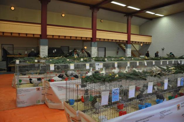 In der Mehrzweckhalle am Plauer Bahnhof bot sich dieses Mal ein ganz anderes Bild: Einmal im Jahr wird die Halle zum Ausstellungsraum für die Lokalschau der Kleintierfreunde. In der Mehrzweckhalle am Plauer Bahnhof bot sich dieses Mal ein ganz anderes Bild: Einmal im Jahr wird die Halle zum Ausstellungsraum für die Lokalschau der Kleintierfreunde.