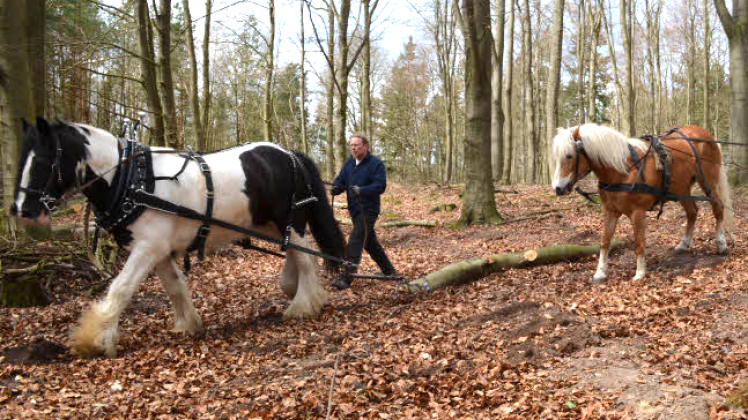 Marko Jakubzyk rückte im April in den Letschower Tannen Holz mit seinen Pferden.