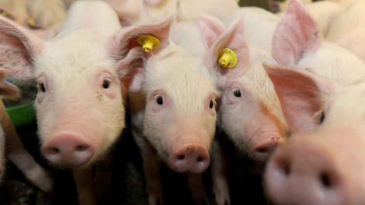 In Suckwitz plant Landwirt Thomas Schulz eine Schweinemastanlage für 8000 Tiere.  