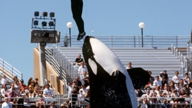Eine Dompteurin steht während einer Show im kalifornischen San Diego auf dem Maul eines Orca-Wals.  
