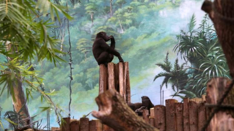 Junger Gorilla im Darwineum in Rostock  