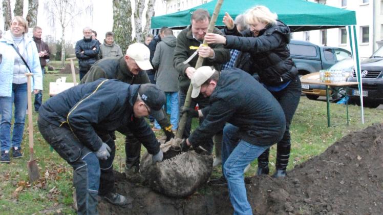 Vertreter des Bauernverbandes Bützow und der Bützower Wohnungsgesellschaft packen gemeinsam an, um den ersten Baum im Leninring zu pflanzen.  Fotos: Nicole Groth 