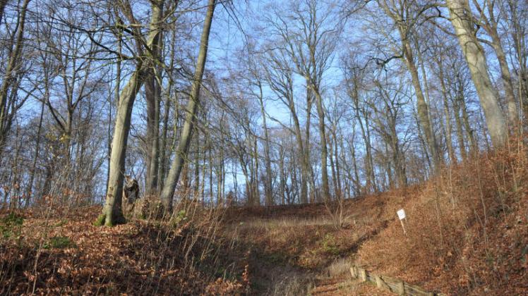 Der Lindenbruch in Schwaan. Für die Wälder der Stadt Schwaan soll 2016 ein Entwicklungskonzept erarbeitet werden.  