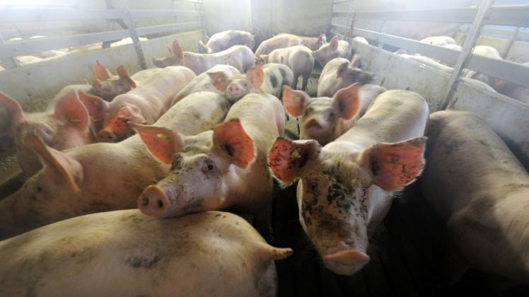 Wie viele Schweine dürfen es sein? Nach einer Reihe von Skandalen wird seit Jahren über Tierober-grenzen gestritten.  