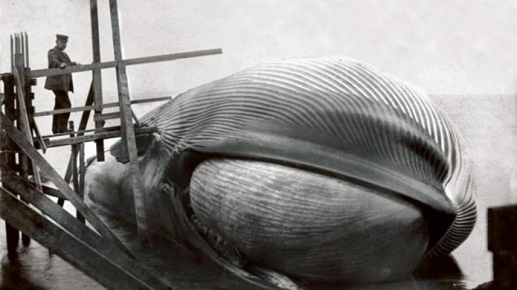 Der gestrandete Wal: Für Besucher wurde ein Steg an den Körper herangebaut. Das Bild stammt aus dem Archiv des Naturkundlichen Museums Flensburg.