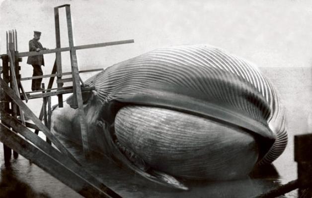 Der gestrandete Wal: Für Besucher wurde ein Steg an den Körper herangebaut. Das Bild stammt aus dem Archiv des Naturkundlichen Museums Flensburg.