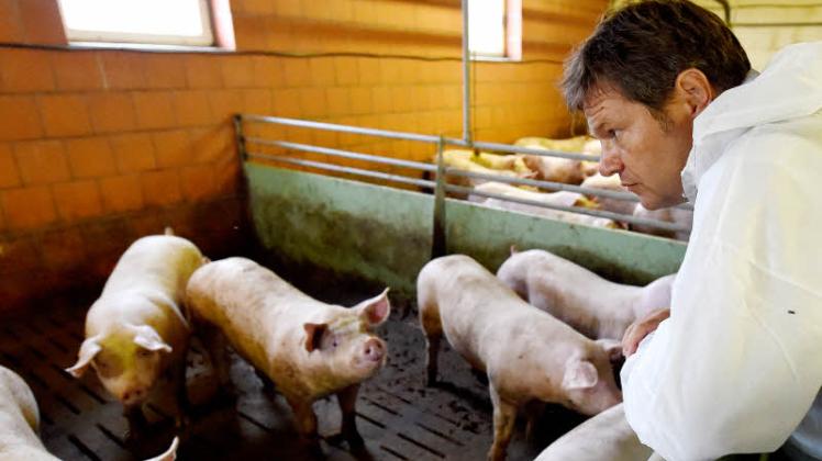 Eine bessere Politik soll für mehr Tierwohl sorgen: Umweltminister Robert Habeck beim Besuch einer Schweinezucht im Kreis Plön.  