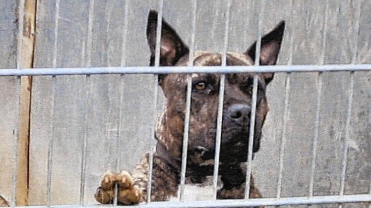 Für einen Staffordshire Bull Terrier liegt die Hundesteuer höher, weil die Rasse als gefährlich gilt. 