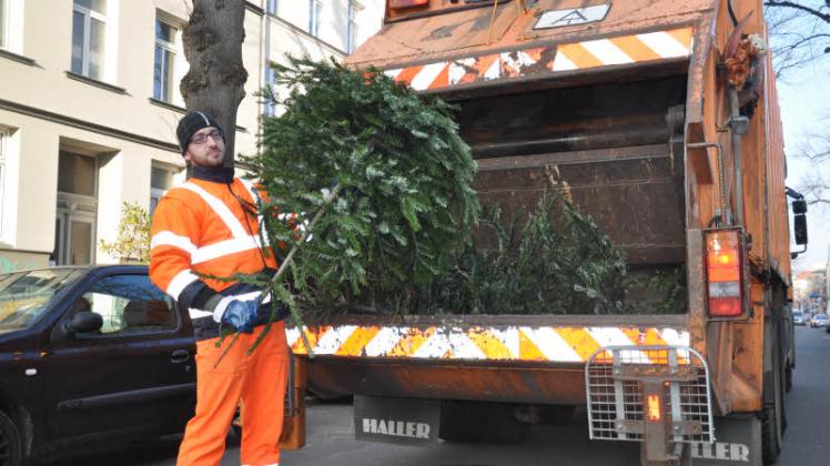 Ausgedient: Die erste Fuhre Weihnachtsbäume haben Ronny Maudanz und die Kollegen von der Stadtentsorgung bereits abgeholt. Im Januar stehen noch viele weitere Termine an.  