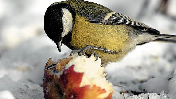 Sinnvoll ist die Fütterung vor allem dann, wenn Schnee und Frost andere Nahrungsquellen verschließen.  