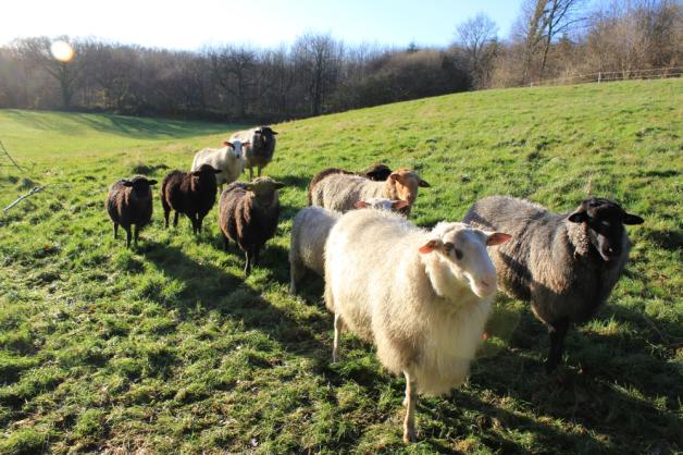 Die Schafe von Haby. Neben den Pommerschen Landschafen gehören auch einige Bentheimer Schafe (vorne) und Coburger Fuchsschafe zur Herde. 
