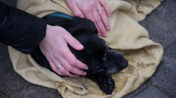 Mit Blaulicht in die Tierklinik: Hund in Gehlsdorf angefahren und schwer verletzt