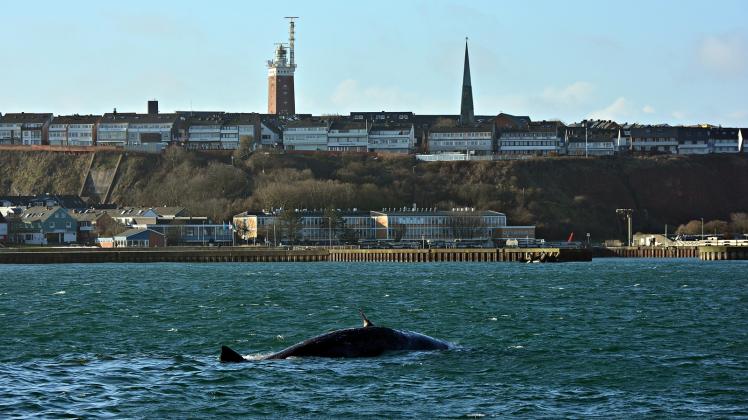 Toter Wal in der Nordsee vor Helgoland: Zwei Tiere wurden am Dienstag entdeckt.