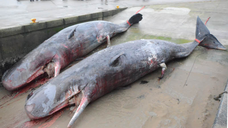 Zwei der großen Meeressäuger wurden gestern auf Nordstrand zerlegt.  