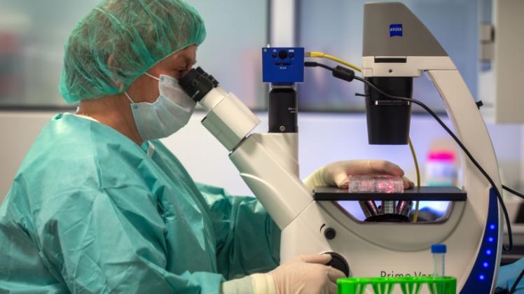 Carmen Hohmann untersucht im Labor der Gesellschaft für Transplantationsmedizin in Rostock das Transplantat einer Augenhornhaut.  
