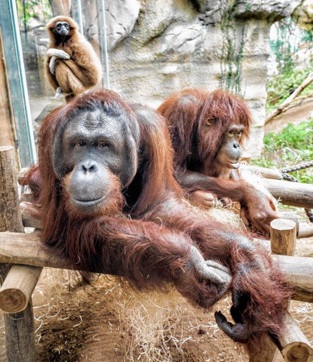 Ein echtes Dreamteam sind die Orang-Utans Sabas und Dinda, obwohl sie gerade erst eingezogen sind. Immer dabei Weißhandgibbon Elsa. Fotos: Geos 