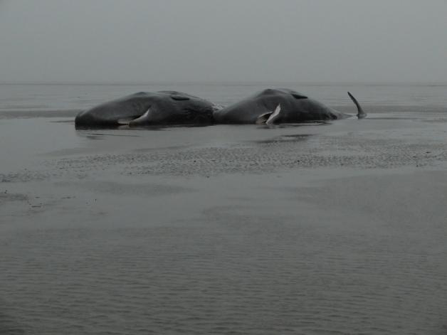 Wenn die schweren Tiere ins Flachwasser geraten und auf dem Grund liegen, kann das Gewicht ihres Körpers ihre Blutgefäße und die Lunge abdrücken, so dass die Tiere an akutem Herz-Kreislauf-Versagen sterben. Wenn die schweren Tiere ins Flachwasser geraten und auf dem Grund liegen, kann das Gewicht ihres Körpers ihre Blutgefäße und die Lunge abdrücken, so dass die Tiere an akutem Herz-Kreislauf-Versagen sterben.