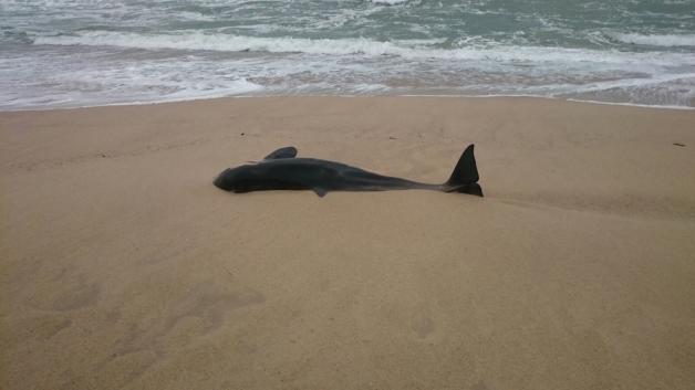 Sollte es sich bei dem Tier um einen Schwertwal (Orca) handeln, wäre es ein recht seltener Fund am Sylter Strand.