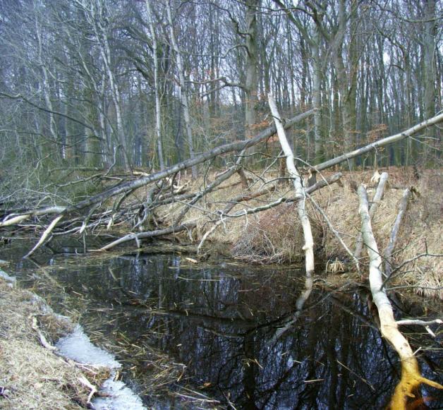 Nördlich von Zölkow am Waldrand zum „Ziegenhals“ haben Biber viele Bäume gefällt.