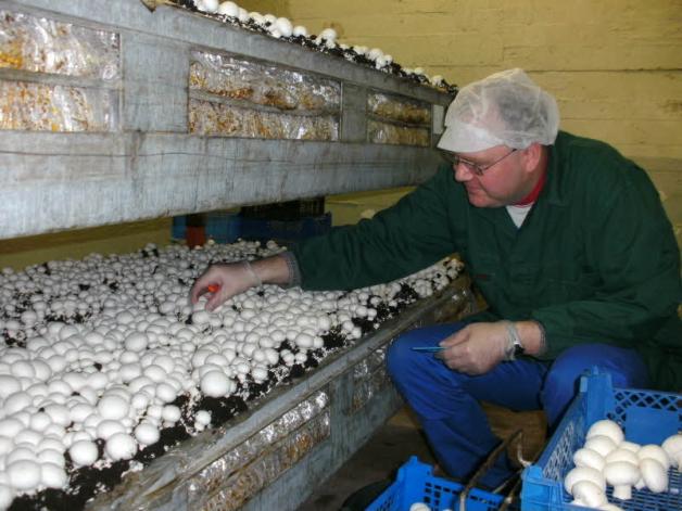 Urs-Roland Lietz arbeitet in der Pilzproduktion An der Lehmkuhl. Sie ist montags bis freitags von 6.30 bis 15.30 Uhr geöffnet.