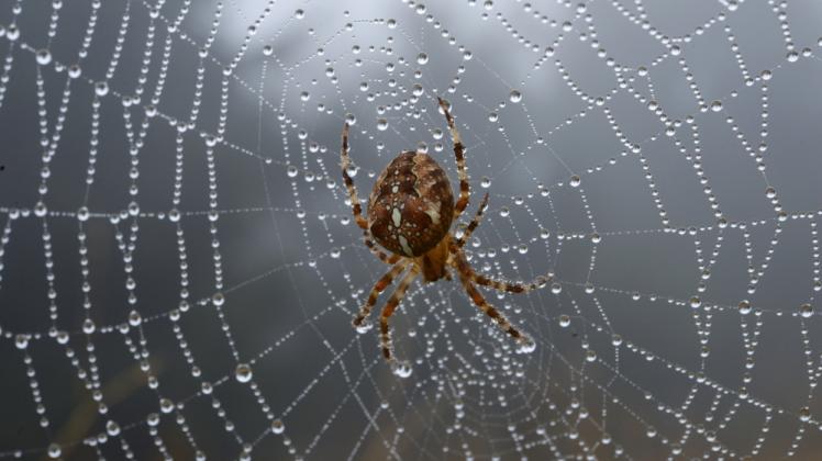 Viele Spinnen fangen ihre Beute mithilfe eines Netzes, das sie vorher weben.  