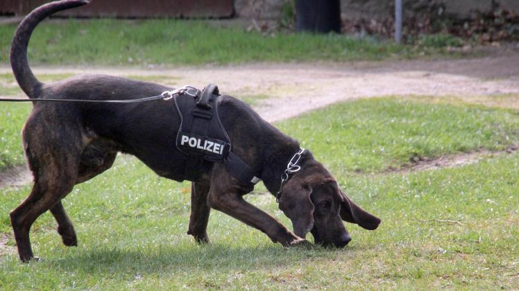 Ein Polizeihund der Rasse Schwarzwälder Schweißhund auf polizeilicher Spurensuche am Ortsrand von Mestlin, er gehört zu einer Ausbildungseinheit der Diensthundeschule Klinken.