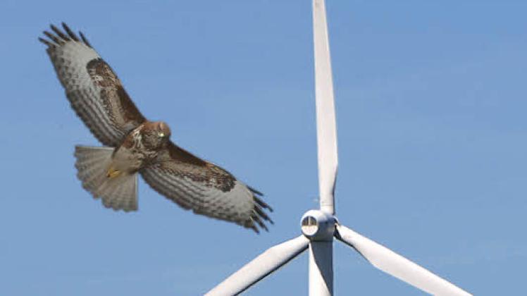 Gefährdet: Hochgerechnet 1600 Mäusebussarde jährlich kommen in Schleswig-Holstein nach einer neuen Studie durch Windkraftanlagen zu Tode.  