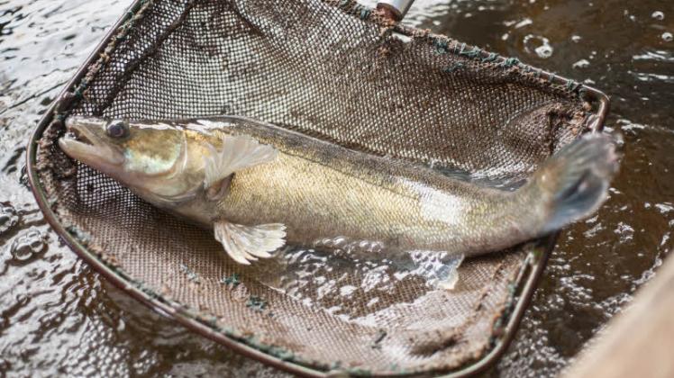 Zander gehört zu den am Markt nachgefragten Fischen, die aus Aquakulturen kommen könnten. Das schont die Ressourcen. 