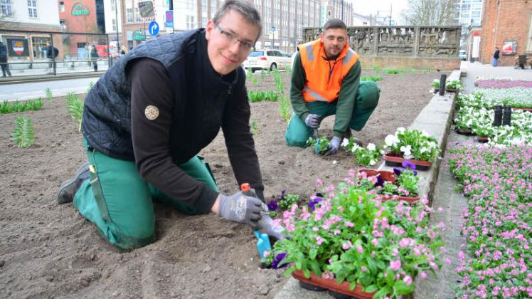 Blütenpracht für die Stadt: Die Lehrlinge Karl Kießling (22, links) und Denise Haberichter (30) packen mit an.  