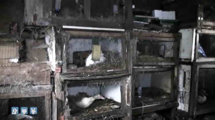 Aus dem Beitrag von Vox: So leben die Enten und Kaninchen.