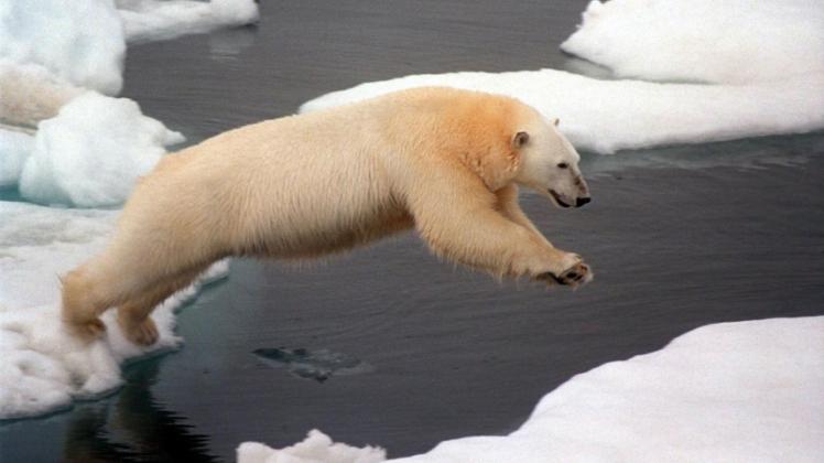 Zu warm: Eisbären verlieren durch den Klimawandel ihren Lebensraum. 
