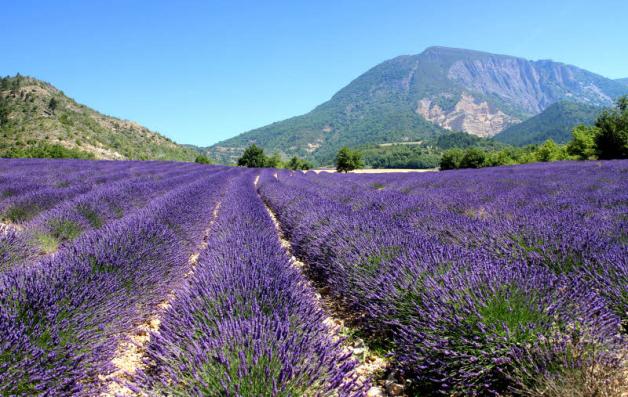 Blühende Lavendelfelder in der Haute-Provence. Blühende Lavendelfelder in der Haute-Provence.