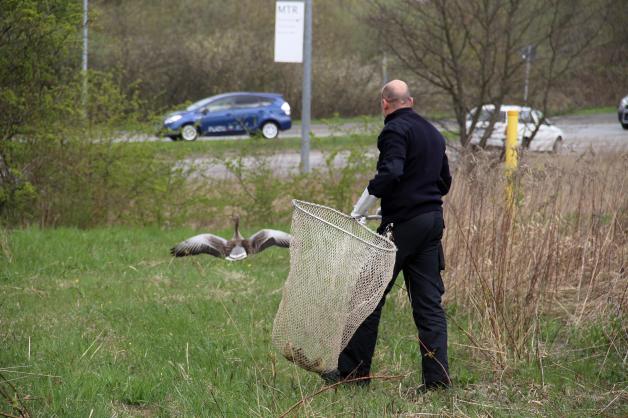 Tierischer Einsatz an Rostocker Stadtautobahn: Feuerwehr rettet junge Gänse vor sicherem Tod