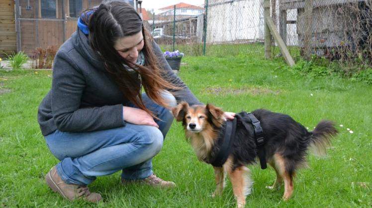 Bei Tierschützerin Jasmin Pophal  hat Fundhund Chico zunächst erst einmal einen Ort gefunden, um zur Ruhe zu kommen. 