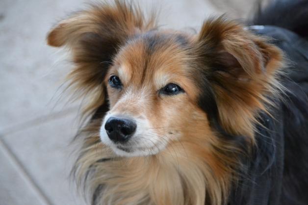 Heute geht es Fundhund Chico wieder gut Heute geht es Fundhund Chico wieder gut