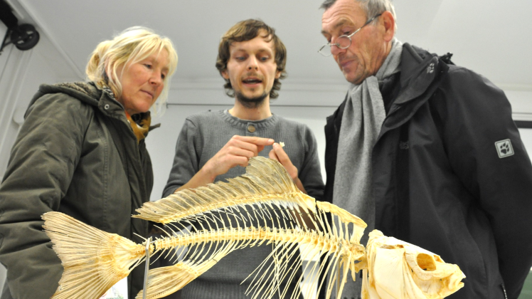 Im Zoologischen Institut der Universität erklärt Doktorand Sören Möller (M.) Marita und Christian Klenz die unterschiedlichen Skelette und Zähne von Fischen.