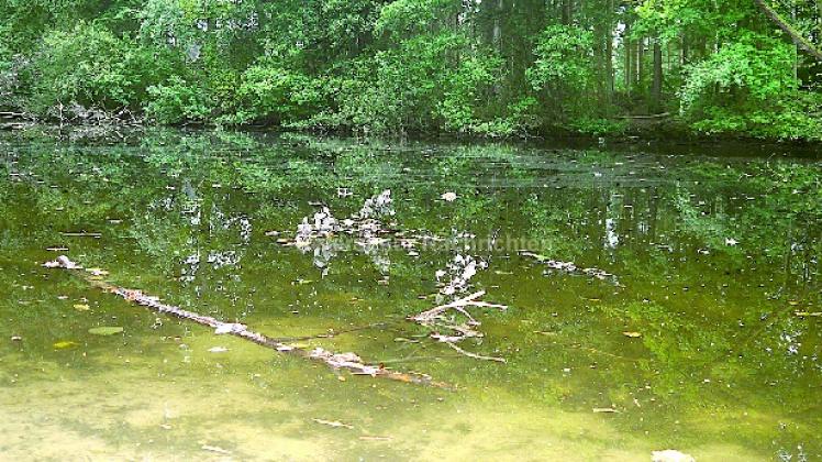 Der Teich stinkt und fault vor sich hin SHZ