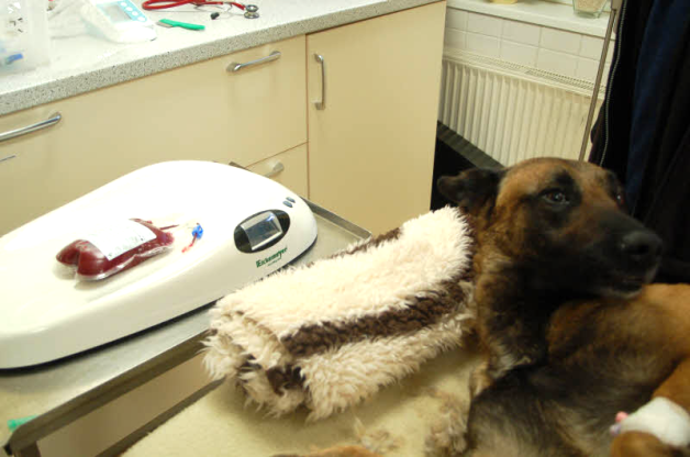 Ungewohnte Umgebung für einen Hund: Boy beim Blutspenden in der Rostocker Tierklinik.  