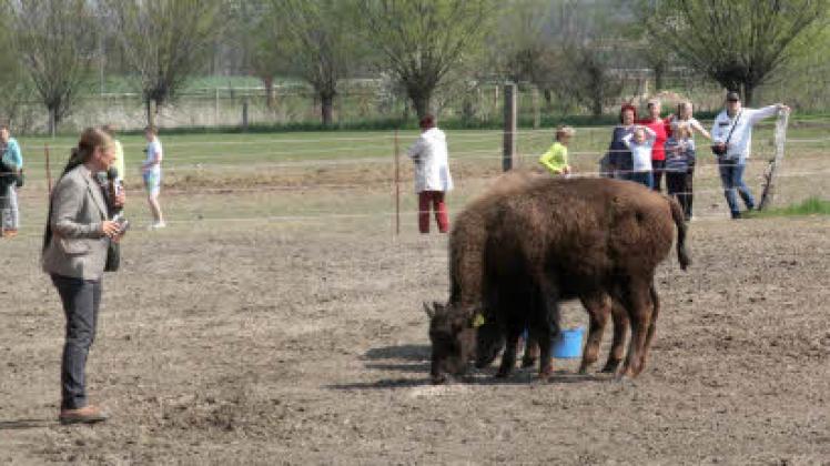 Vor der Show gab es die Vorstellung der tierischen Neuerwerbung auf dem Hof: Indianische Büffel, auch amerikanische Bisons genannt.