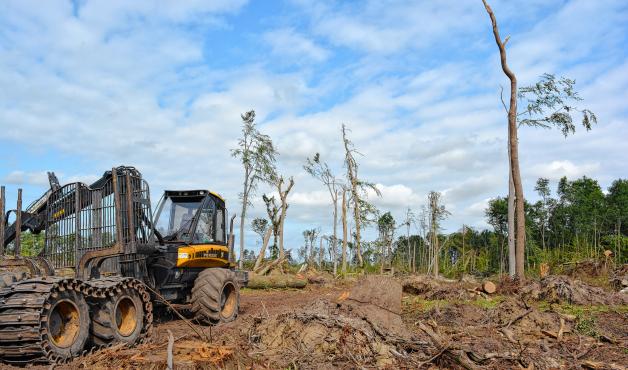 Im Waldstück bei Wolken, nahe Oettelin, trotzten nur wenige Bäume dem Wirbelsturm. Insgesamt 14 Hektar wurden völlig zerstört. 