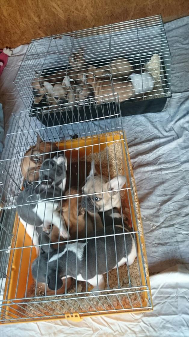Die Händler pferchten die 14 Welpen im Kofferraum in Meerschweinchenkäfigen ein. Die Händler pferchten die 14 Welpen im Kofferraum in Meerschweinchenkäfigen ein.