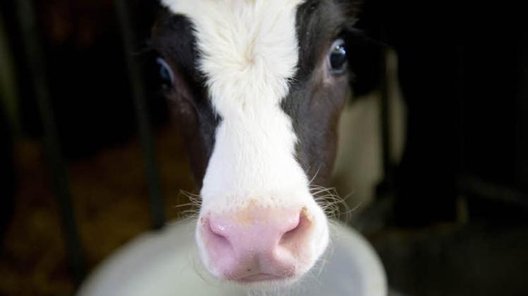 Die Aufzucht von Bullenkälbern lohnt sich für viele Milchbauern nicht – die Tiere erzielen auf dem Markt nur geringe Preise.  