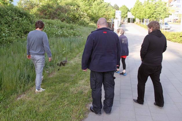 "Happy Ent": Tapsige Entenfamilie unter Schutz über Rostocker Vögenteichkreuzung gebracht