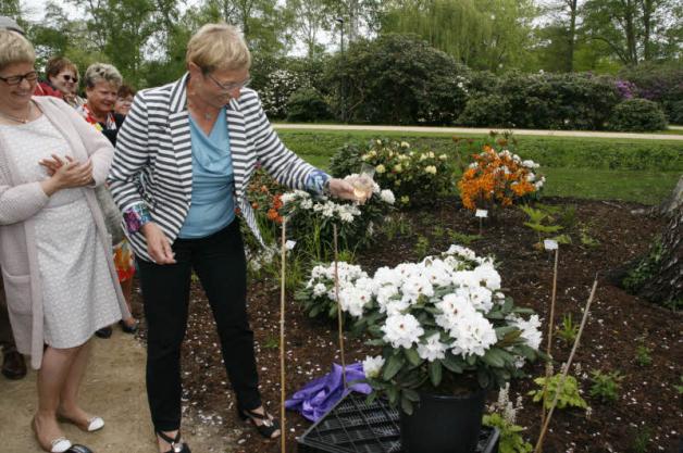 Mit einem Glas Sekt taufte Kultusministerin Anke Spoorendonk die den Rhododendron „Eutiner Symphonie“ im Beisein der Landtagsabgeordneten Regina Poersch (li.) und weiteren Ehrengästen. 