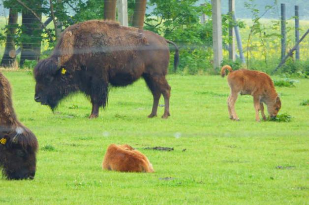 Mutterglück bei Familie Bison: Die Kälbchen werden in einer Art „Kindergarten“ betreut.