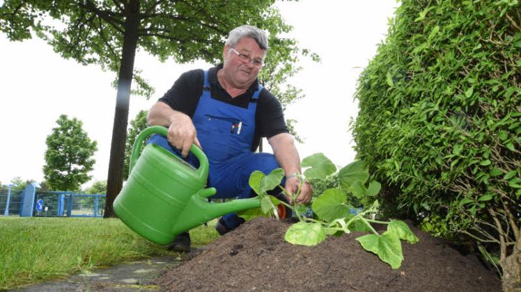 Unser Hausmeister Reinhard Tulke pflanzte gestern die ersten Kürbisse ins SVZ-Beet. Foto: Klawitter 