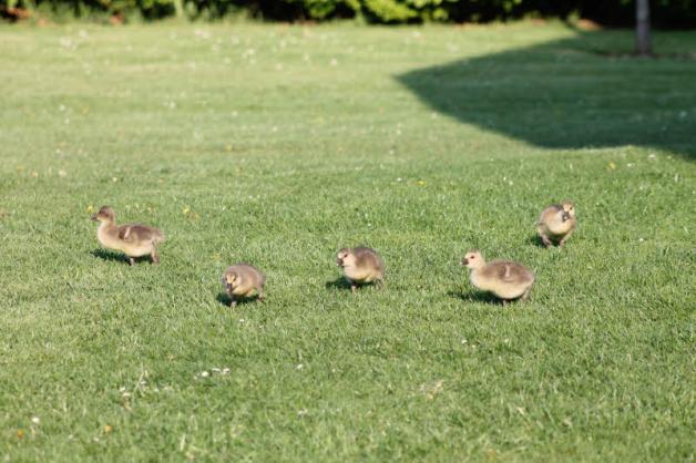 Gras zupfen, laut piepsen, umherrennen: ein Gänsekinder-Alltag kann ganz schön anstrengend sein, auch für die „Eltern“. Gras zupfen, laut piepsen, umherrennen: ein Gänsekinder-Alltag kann ganz schön anstrengend sein, auch für die „Eltern“.