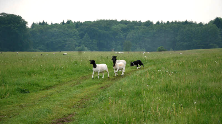 Border Collie Win ist in ihrem Element. Sie treibt die weißen Dorper-Schafe mit ihrem markanten in die richtige Richtung.  Fotos: Ralf Badenschier 