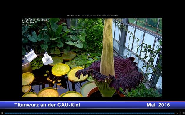 Die Webcam der Uni Kiel zeigt die stolze Blüte.